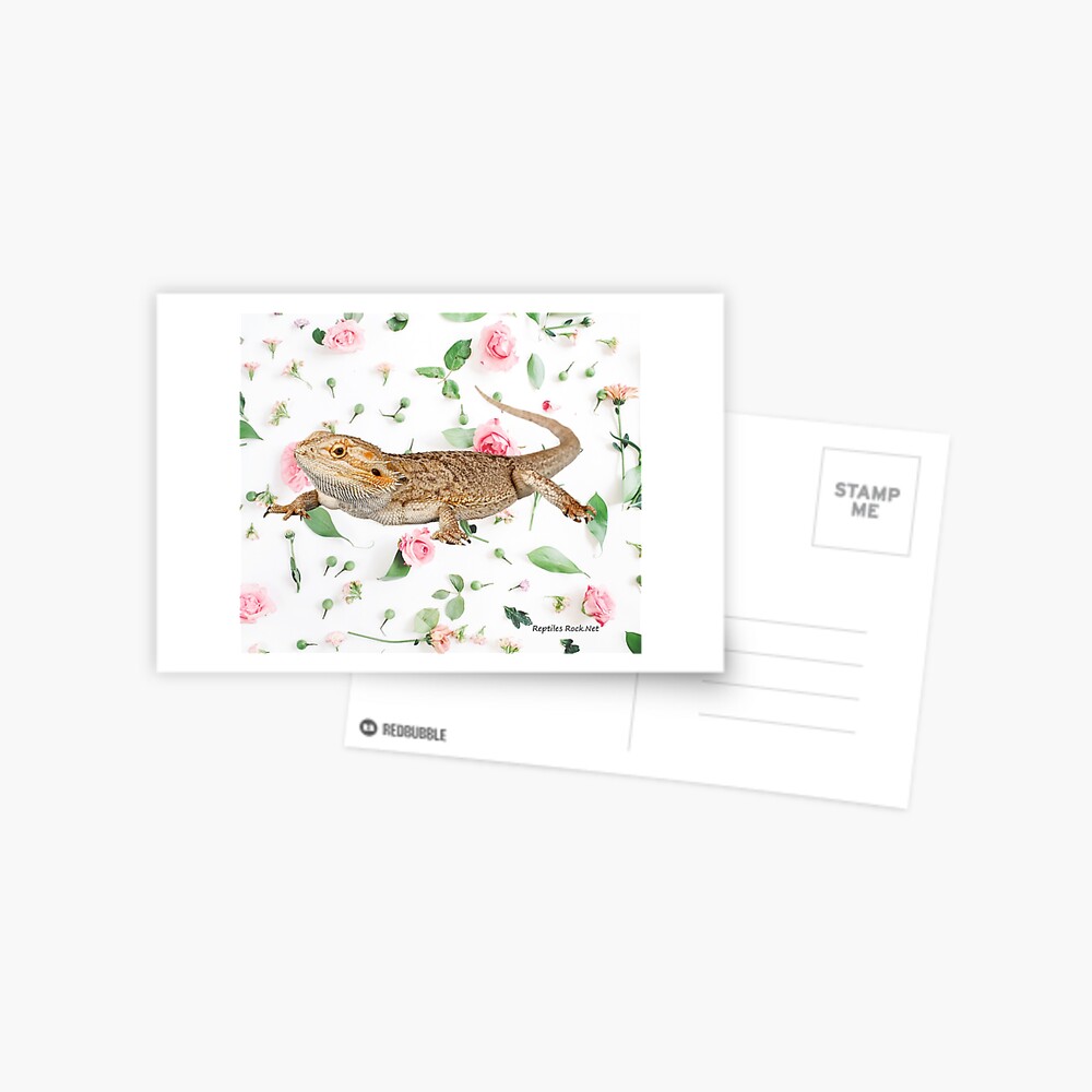 Bearded Dragon On A Carnation Background Postcard