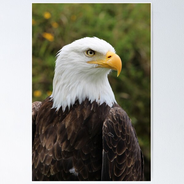 Item preview, Head of an American Bald Eagle designed and sold by rhamm.