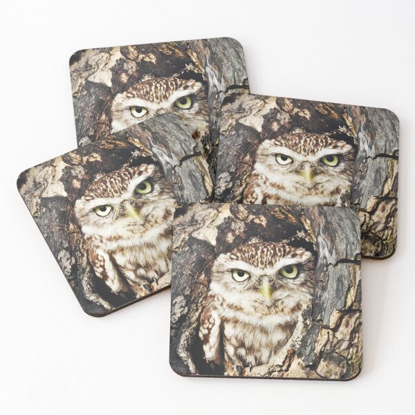 Item preview, Close up of a Little owl (Athene noctua) in a tree designed and sold by dgwildlife.