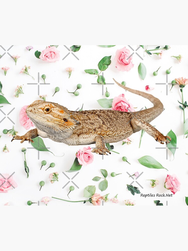 Bearded Dragon On A Carnation Background by snibbo71