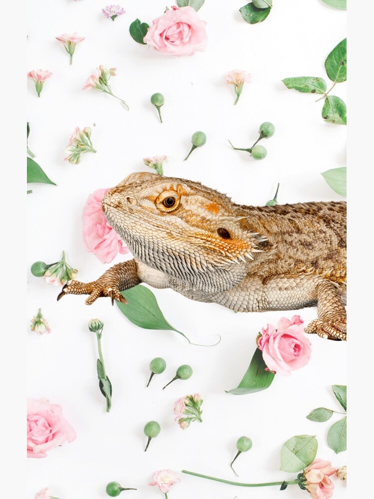 Bearded Dragon On A Carnation Background by snibbo71