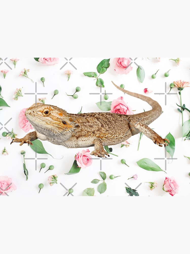 Bearded Dragon On A Carnation Background by snibbo71