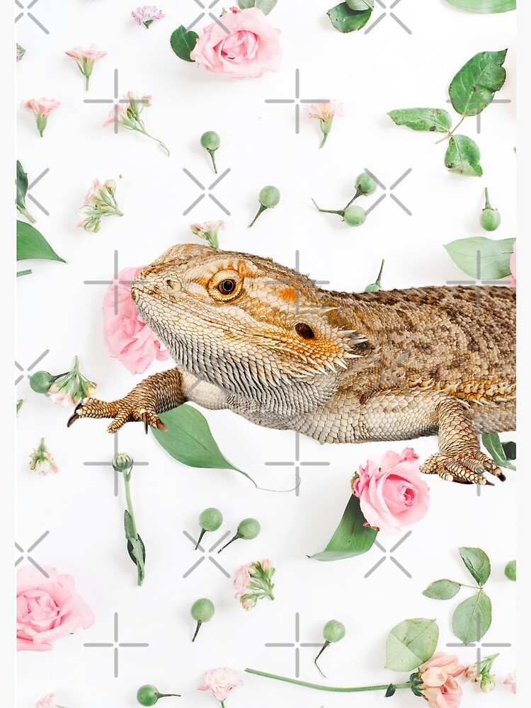 Bearded Dragon On A Carnation Background by snibbo71