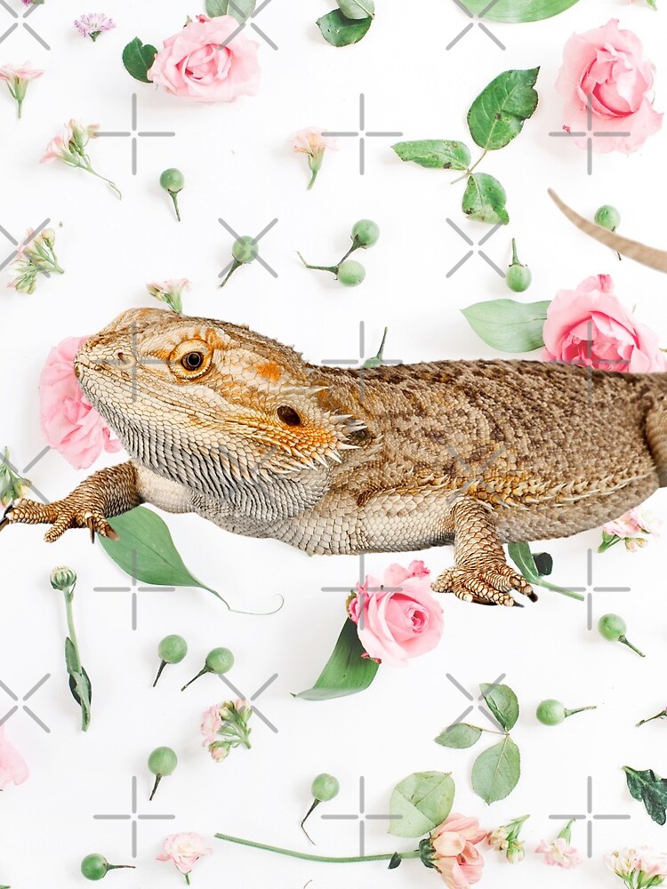 Bearded Dragon On A Carnation Background by snibbo71