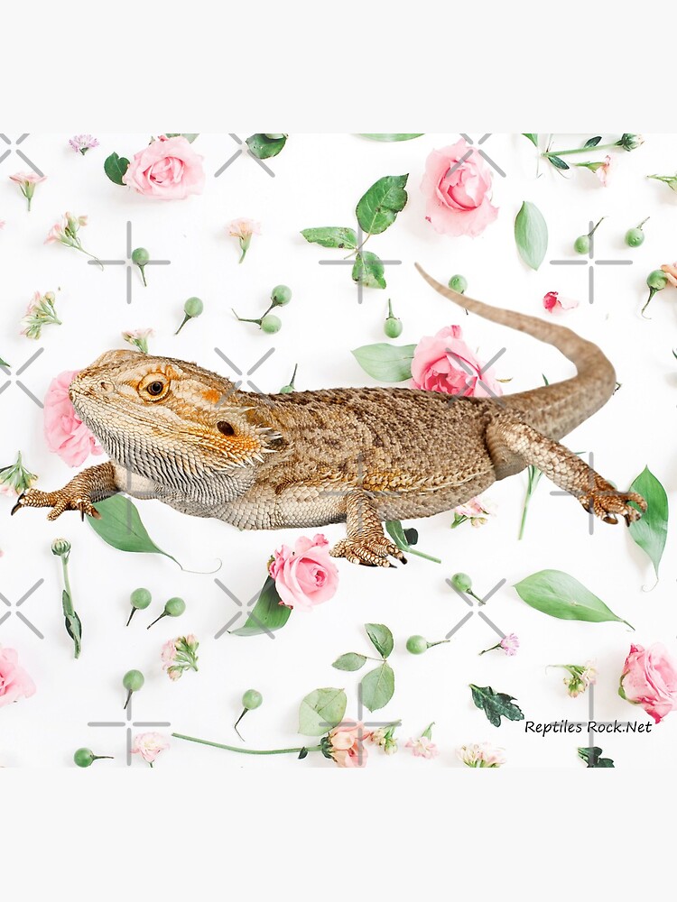 Bearded Dragon On A Carnation Background by snibbo71