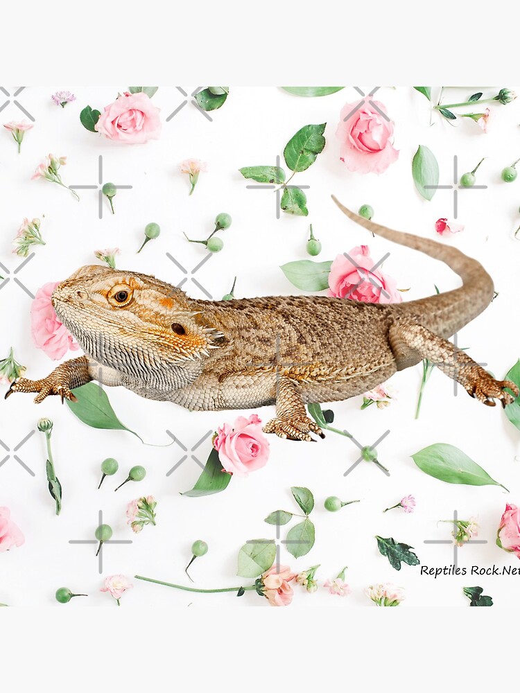 Bearded Dragon On A Carnation Background by snibbo71