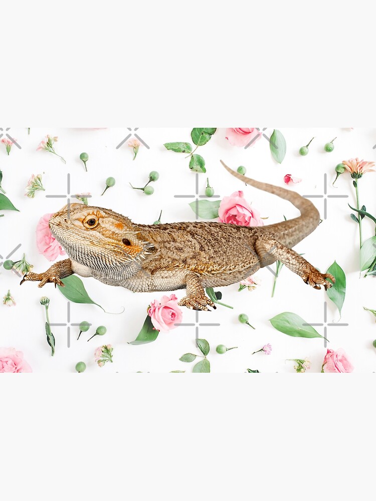 Bearded Dragon On A Carnation Background by snibbo71