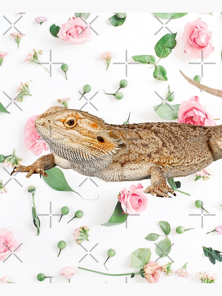 Bearded Dragon On A Carnation Background by snibbo71