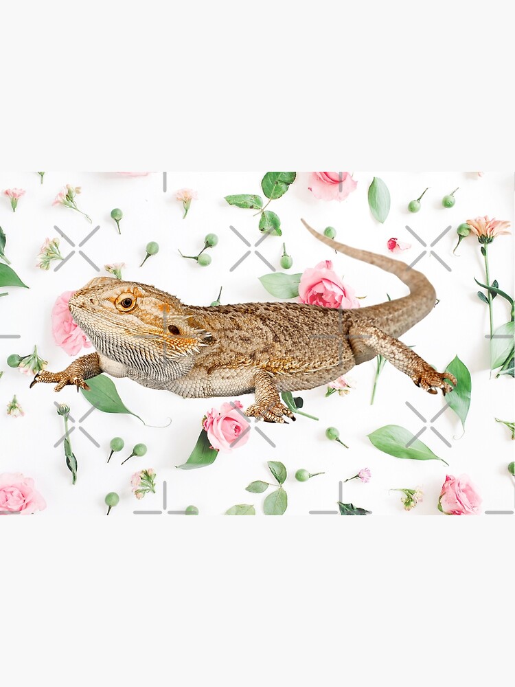 Bearded Dragon On A Carnation Background by snibbo71