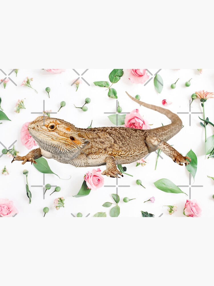 Bearded Dragon On A Carnation Background by snibbo71