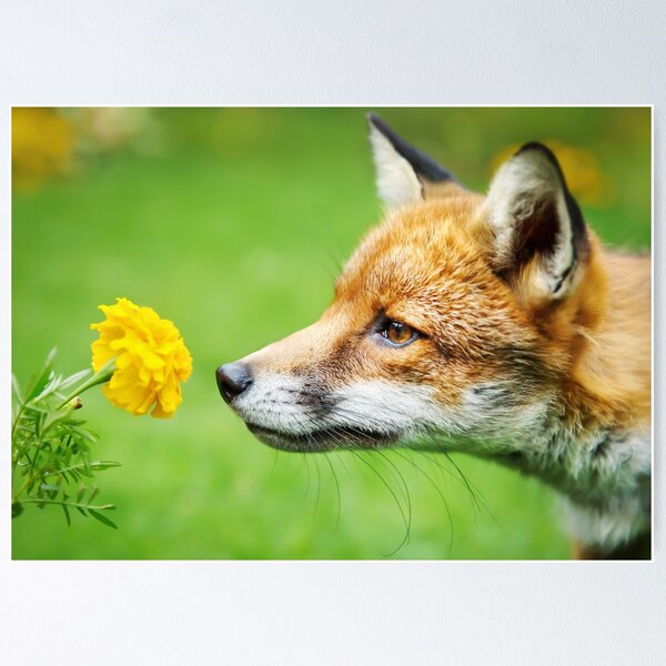 Item preview, Red fox smelling marigold flower.  designed and sold by dgwildlife.
