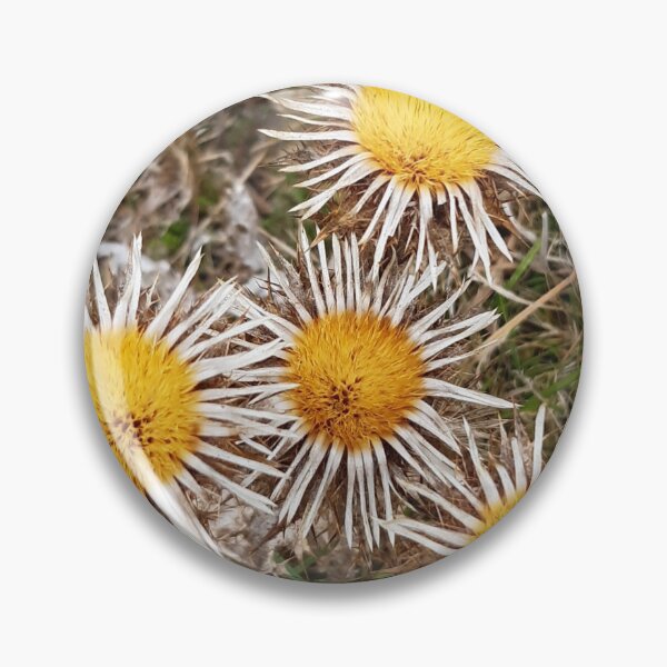 Item preview, Carline Thistle, Malling Nature Reserve, Lewes designed and sold by Emma  Amies.