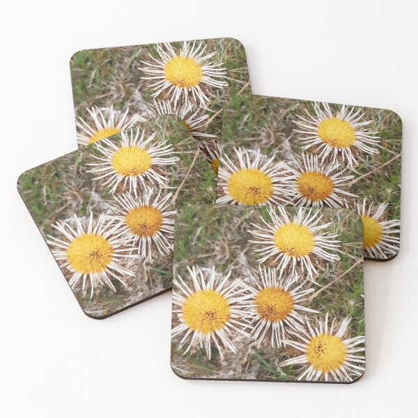 Item preview, Carline Thistle, Malling Nature Reserve, Lewes designed and sold by Emma  Amies.