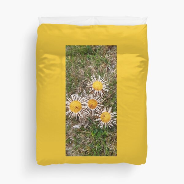 Item preview, Carline Thistle, Malling Nature Reserve, Lewes designed and sold by Emma  Amies.