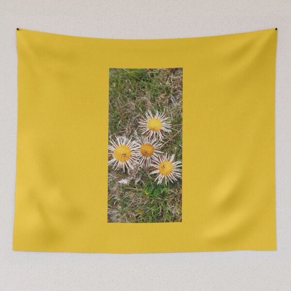 Item preview, Carline Thistle, Malling Nature Reserve, Lewes designed and sold by Emma  Amies.