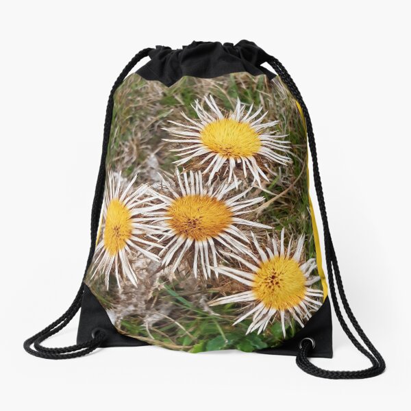 Item preview, Carline Thistle, Malling Nature Reserve, Lewes designed and sold by Emma  Amies.
