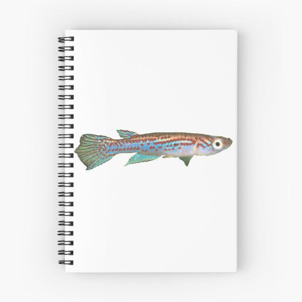 Item preview, Adamans - Killifish designed and sold by killies.