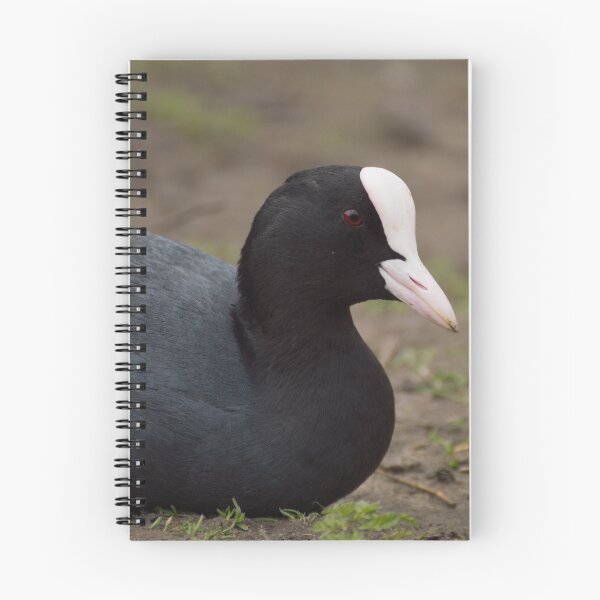 Item preview, Coot designed and sold by Robert Carr.