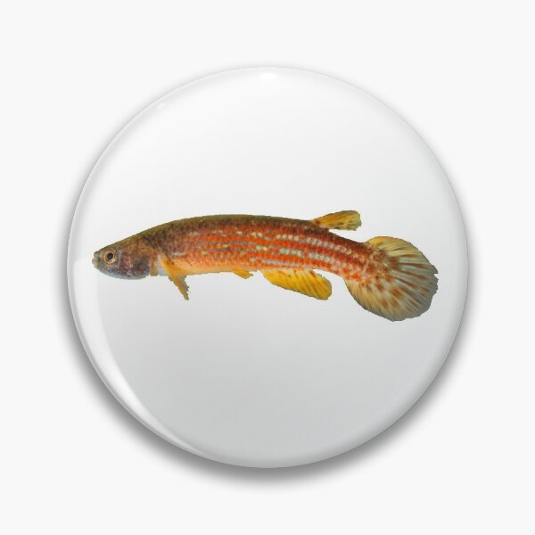 Item preview, Rivulus tocantinensis - Killifish designed and sold by killies.