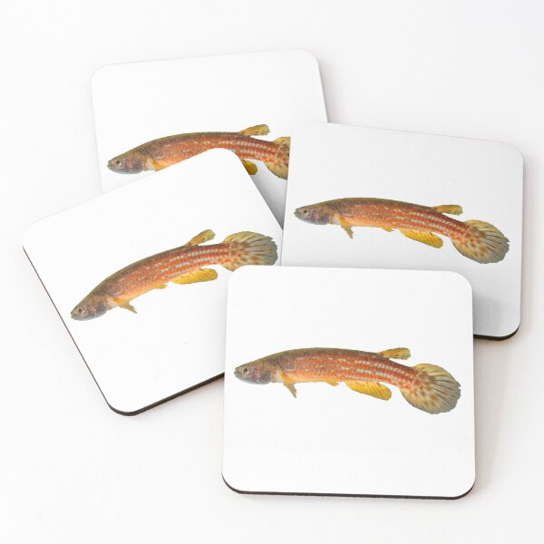 Item preview, Rivulus tocantinensis - Killifish designed and sold by killies.