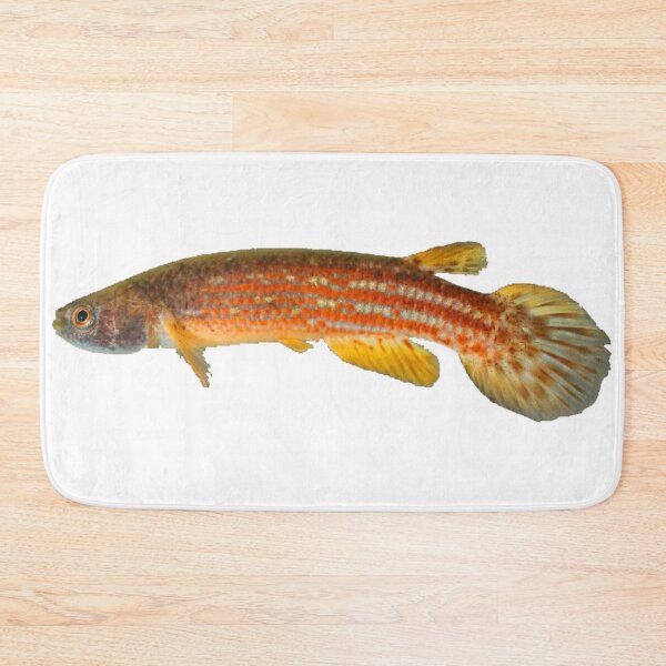 Item preview, Rivulus tocantinensis - Killifish designed and sold by killies.