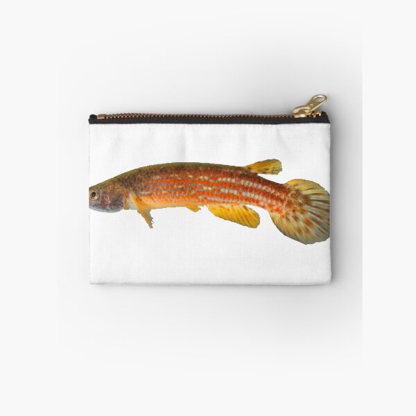 Item preview, Rivulus tocantinensis - Killifish designed and sold by killies.