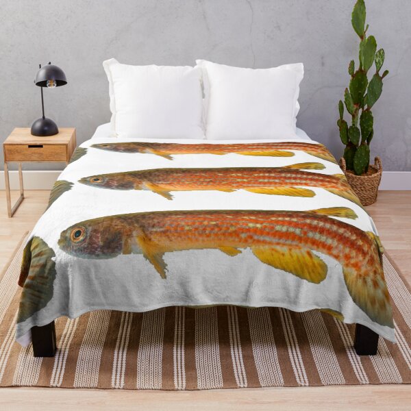 Item preview, Rivulus tocantinensis - Killifish designed and sold by killies.