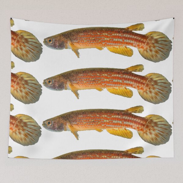 Item preview, Rivulus tocantinensis - Killifish designed and sold by killies.