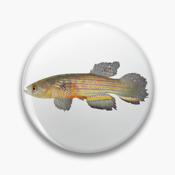 Item preview, Neofundulus aureomaculatus - Killifish designed and sold by killies.