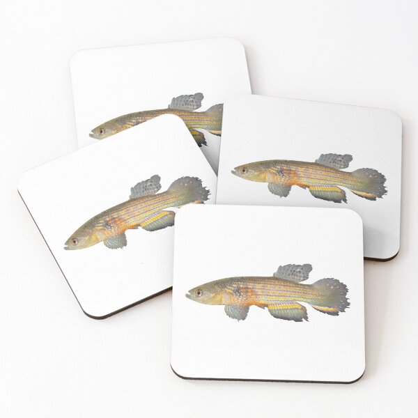 Item preview, Neofundulus aureomaculatus - Killifish designed and sold by killies.