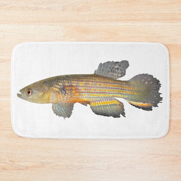 Item preview, Neofundulus aureomaculatus - Killifish designed and sold by killies.