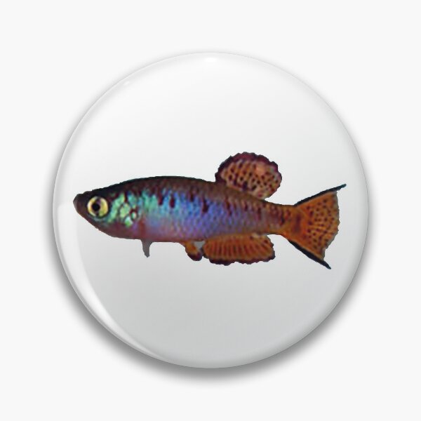 Item preview, Fundulosoma thierryi Accra Plain Gh 94-1& - Killifish designed and sold by killies.