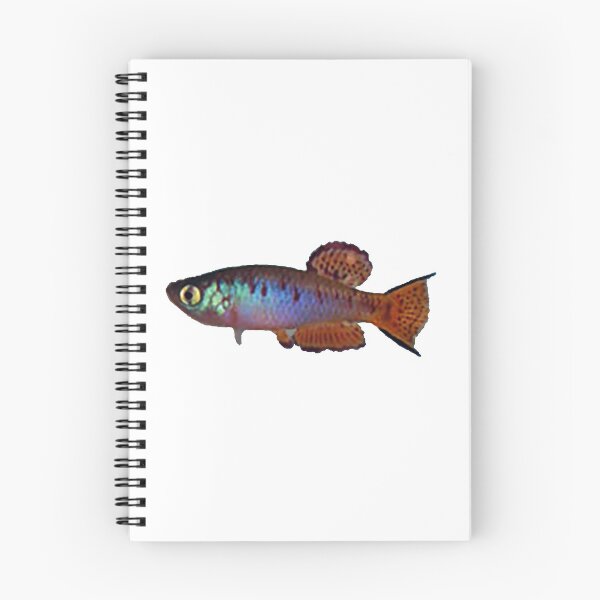 Item preview, Fundulosoma thierryi Accra Plain Gh 94-1& - Killifish designed and sold by killies.