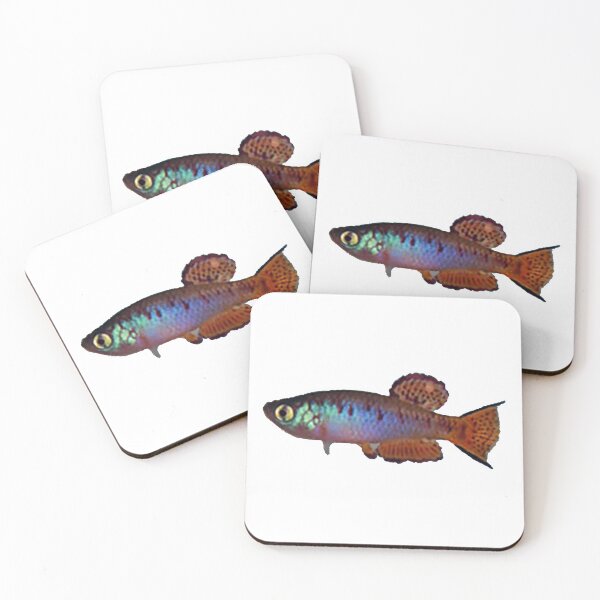 Item preview, Fundulosoma thierryi Accra Plain Gh 94-1& - Killifish designed and sold by killies.