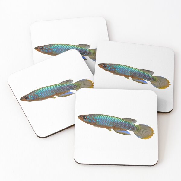 Item preview, Epiplatys guineensis  designed and sold by killies.