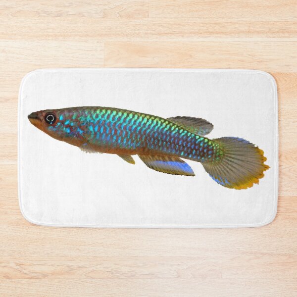 Item preview, Epiplatys guineensis  designed and sold by killies.
