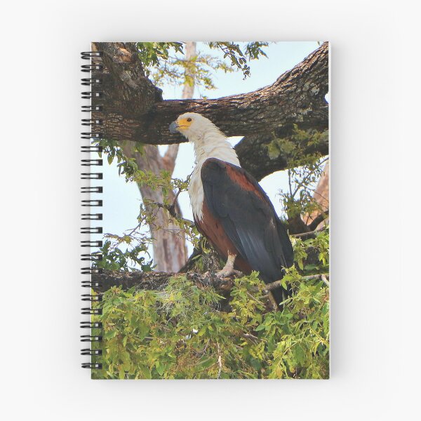 Item preview, Fish eagle, Chobe River, Botswana designed and sold by FranWest.