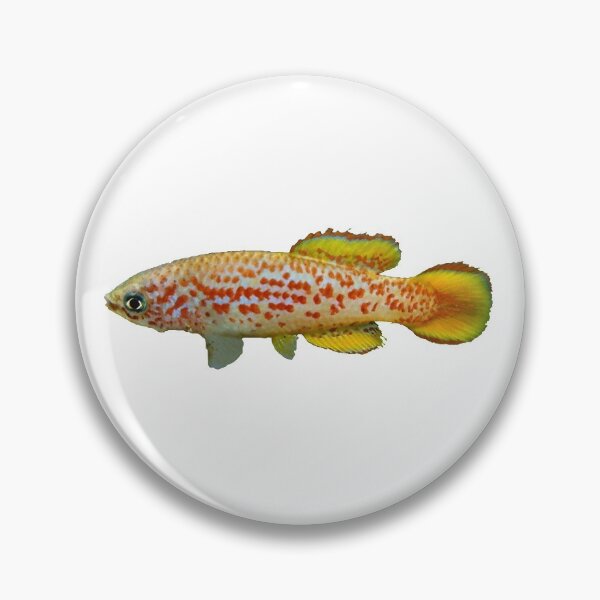 Item preview, Pronothobranchius kiyawensis "GH 06-5 Ada" - Killifish designed and sold by killies.