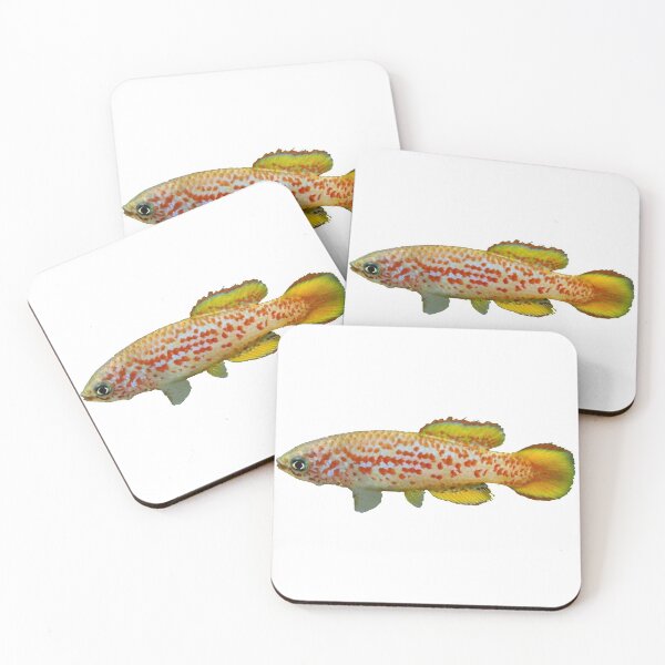 Item preview, Pronothobranchius kiyawensis "GH 06-5 Ada" - Killifish designed and sold by killies.