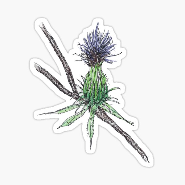 Thistle Sketch Images  Browse 1713 Stock Photos Vectors and Video   Adobe Stock