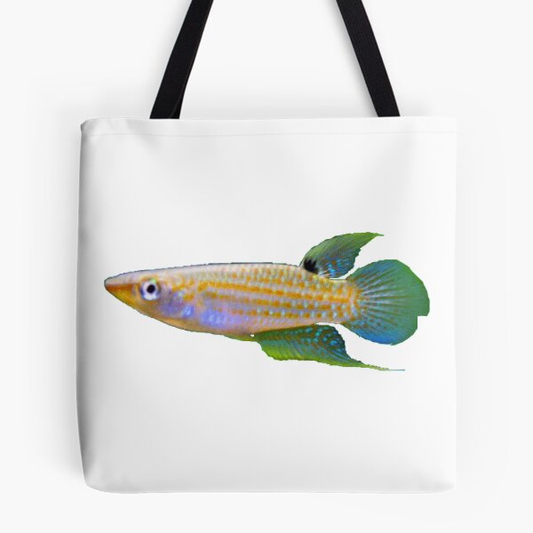 Item preview, Aplocheilus kirchmayeri designed and sold by killies.