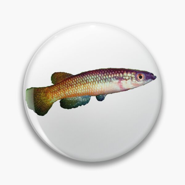 Item preview, Pachypanchax varatraza "Menambery Andampy" - Killifish designed and sold by killies.