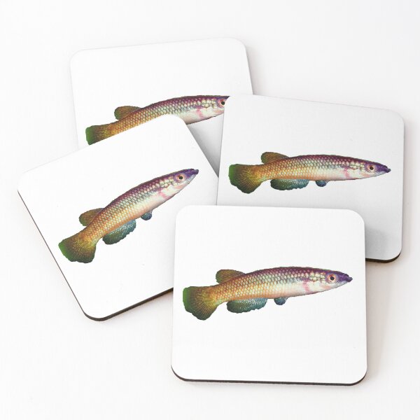 Item preview, Pachypanchax varatraza "Menambery Andampy" - Killifish designed and sold by killies.