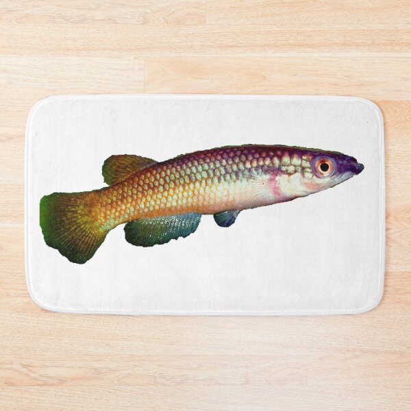 Item preview, Pachypanchax varatraza "Menambery Andampy" - Killifish designed and sold by killies.