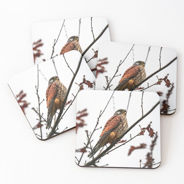 Item preview, Wild Kestrel designed and sold by Jay Mayne.