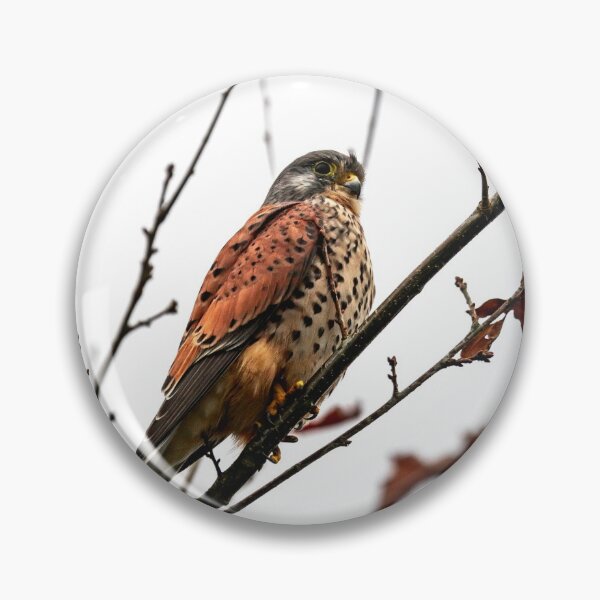 Item preview, Wild Kestrel designed and sold by Jay Mayne.