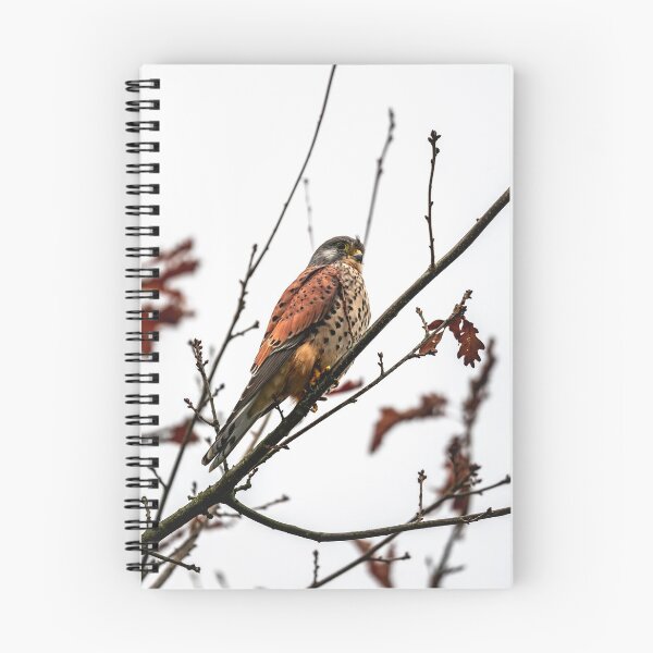 Item preview, Wild Kestrel designed and sold by Jay Mayne.