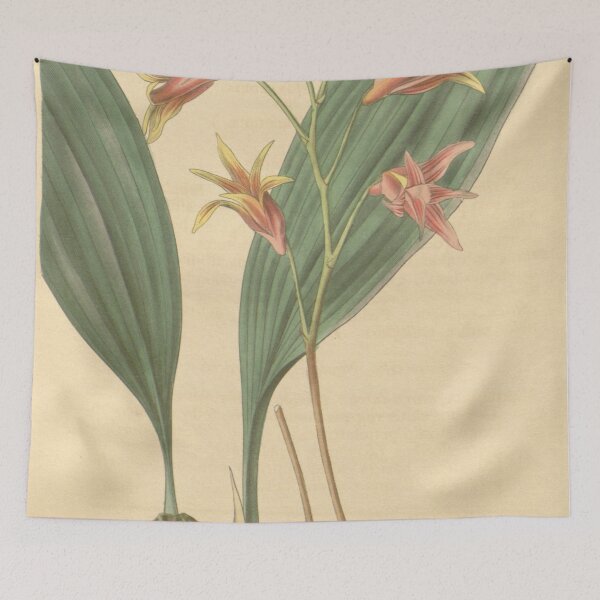 Item preview, Bifrenaria aureofulva (as Maxillaria aureo fulva ) Curtis' 65 (N.S. 12) pl. 3629 (1839) designed and sold by EsotericBotanic.