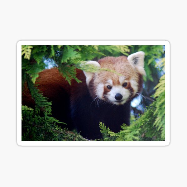 Item preview, Red Panda designed and sold by Lorna Mulligan.