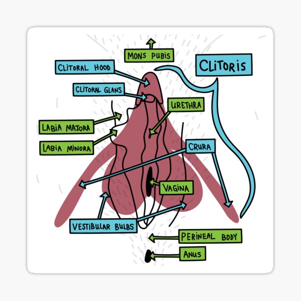 Vulva Anatomie Sticker